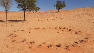 A fairy circle in Namibia