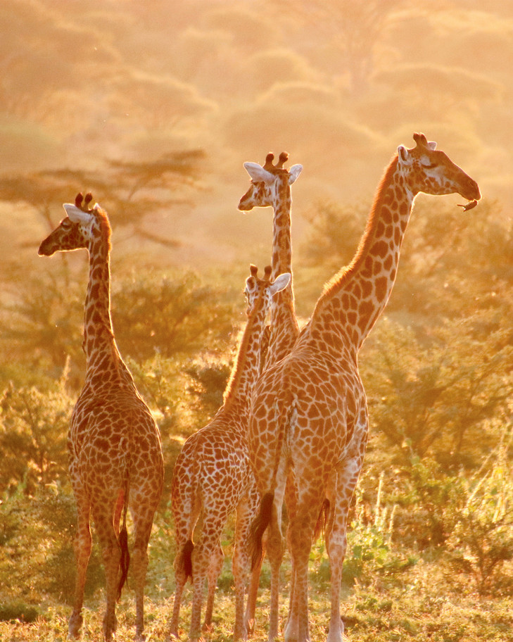 A herd of giraffes.