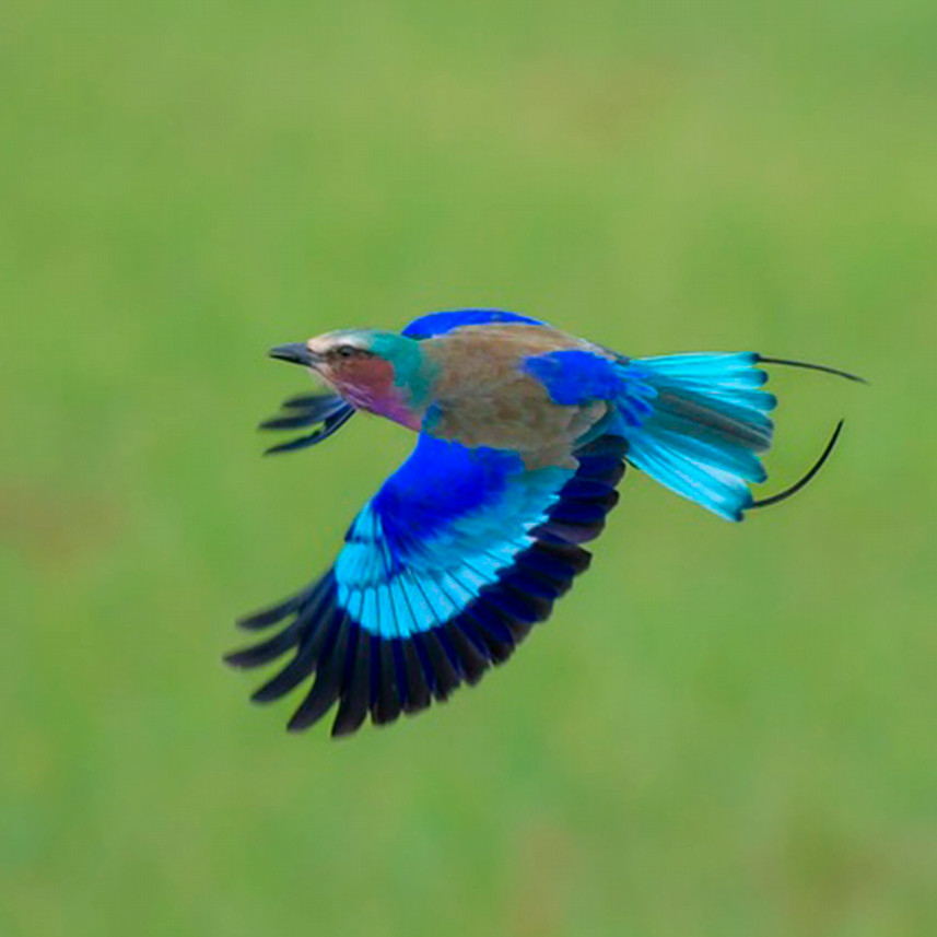 A blue bird flying.