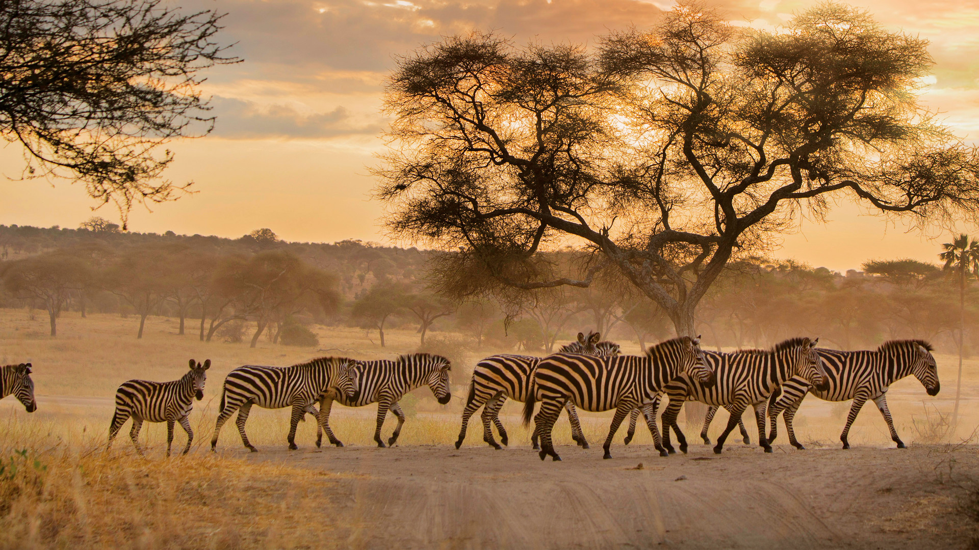 A photo from Mark's Tanzanian safari with a herd of zebras.