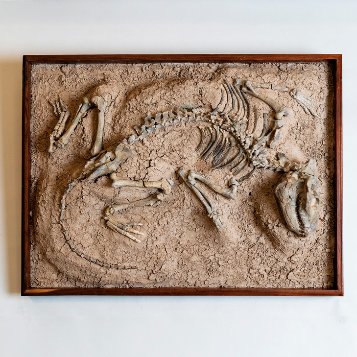 Oreodont fossil — it’s probably camel-related.