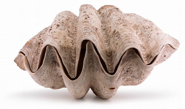 A giant clam.