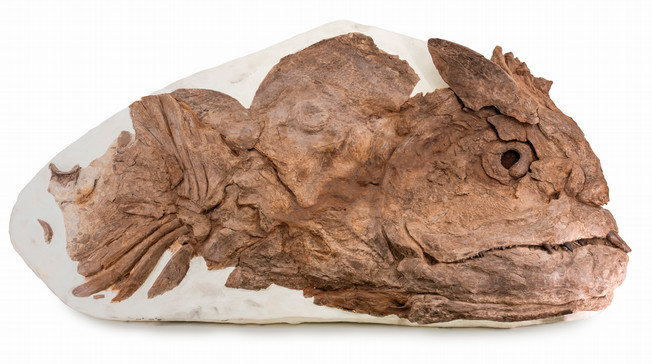 Xiphactinus audax — his nickname is Brutus.