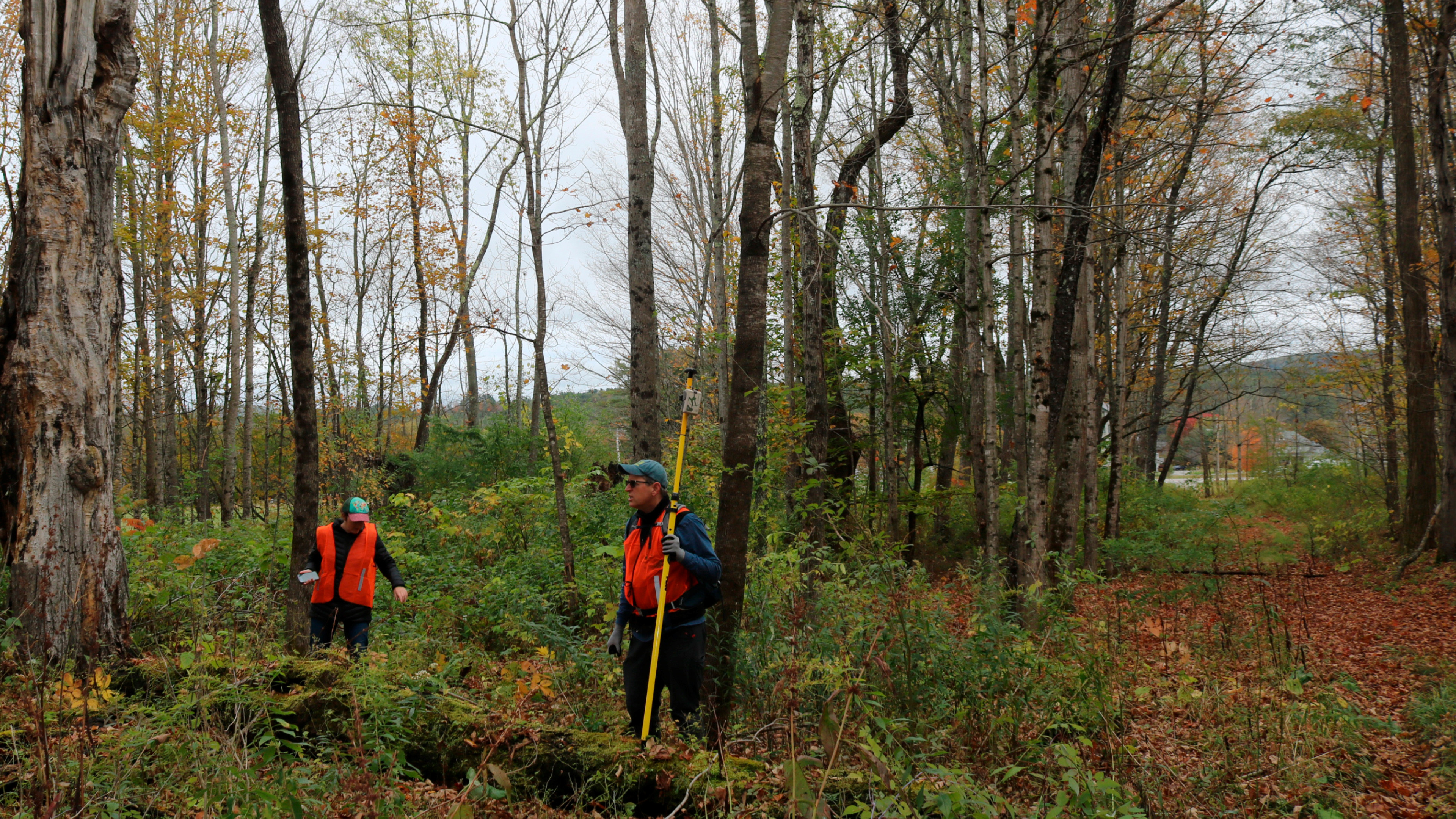 A photo of the forest with two people wearing orange safety vest surveying the area.