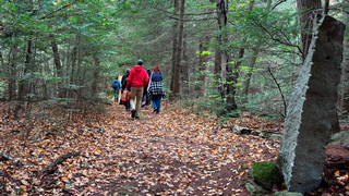 A group of students walk through a forest.