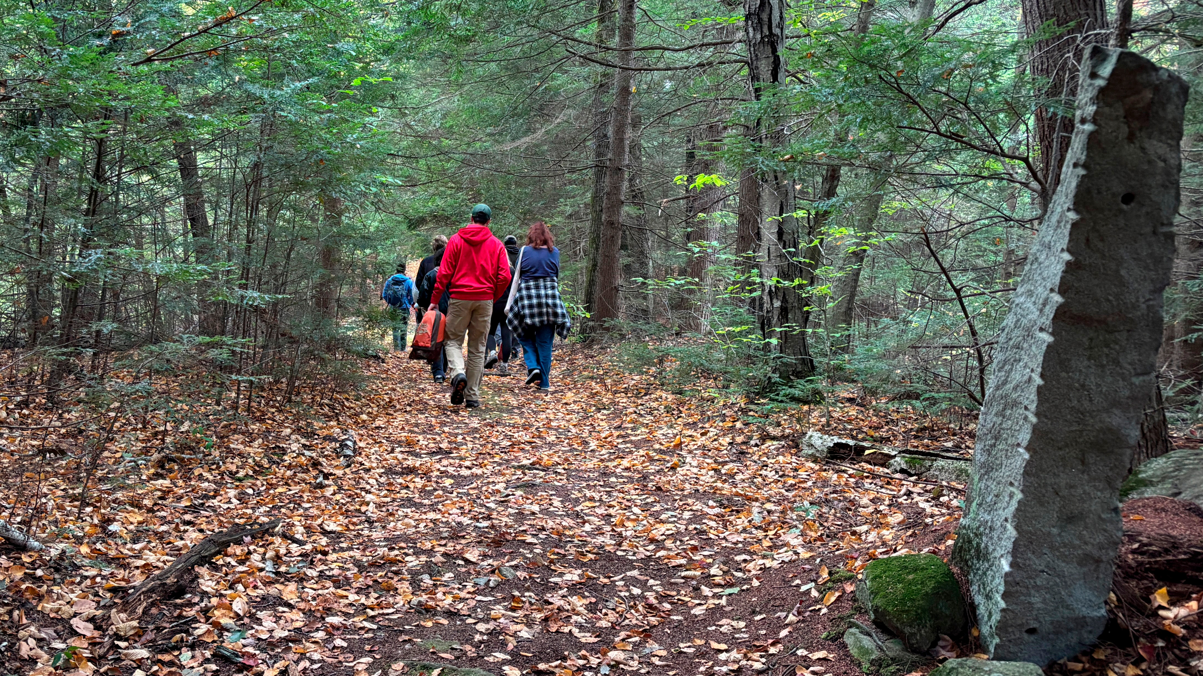 A group of students walk through a forest.