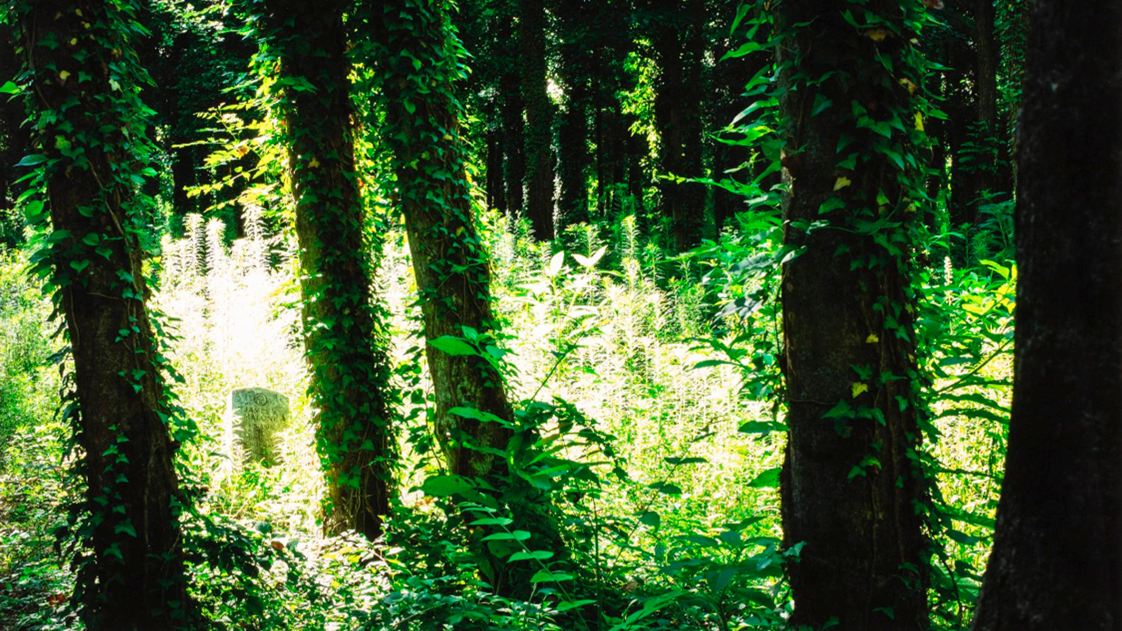 A photograph of a green field with a gravestone hidden among the trees.