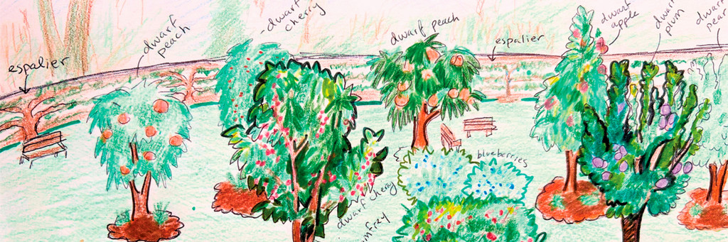 A drawing showing a plan for the food forest with various trees, bushes, and other food producing plants.