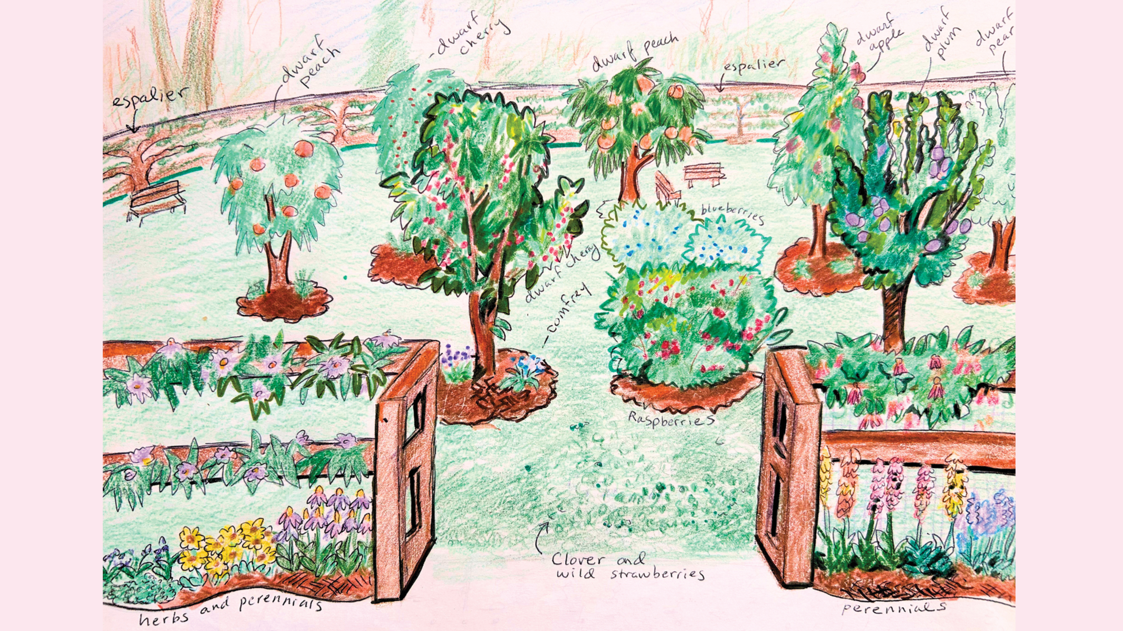 A drawing showing a plan for the food forest with various trees, bushes, and other food producing plants.