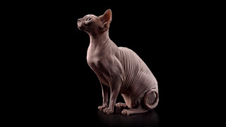 A grey hairless cat on a black background.