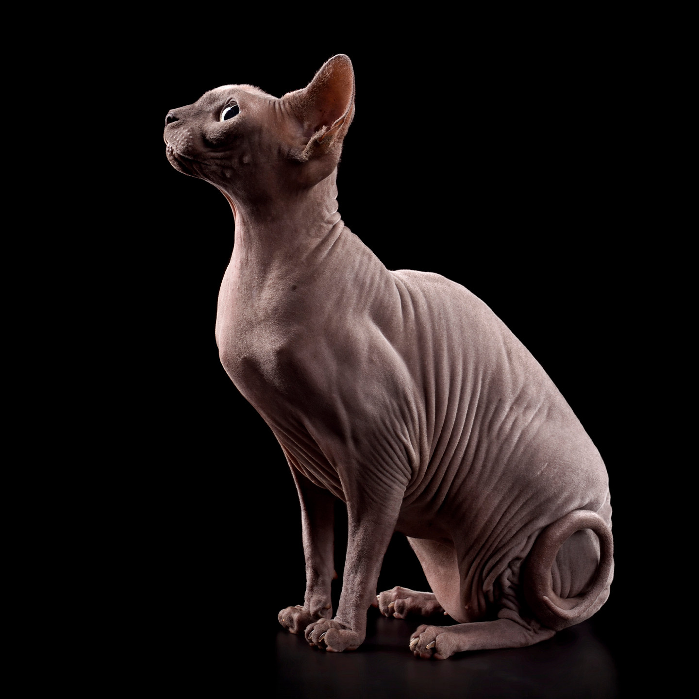 A grey hairless cat on a black background.