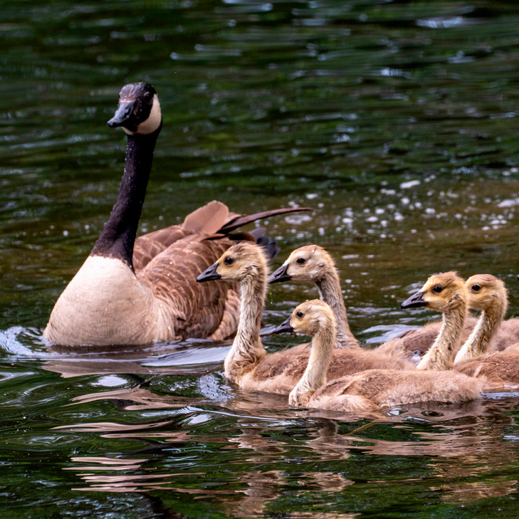A photo of a family of Canada Geese swimming on the surface of Westhampton lake.