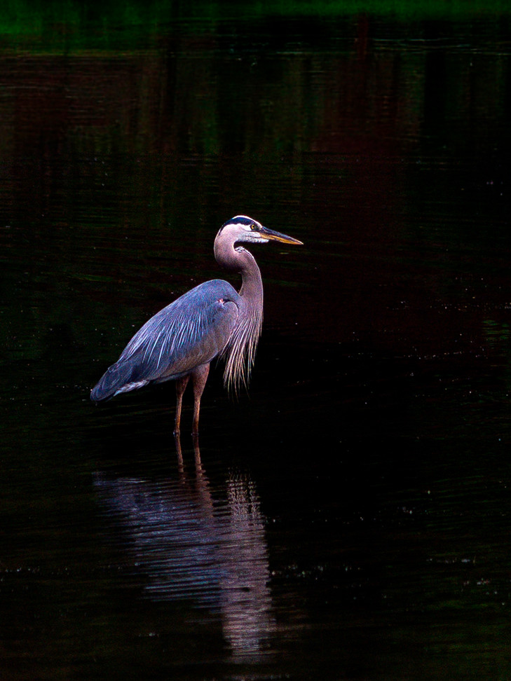 A photo of a geat bule heron standing in Westhampton lake.