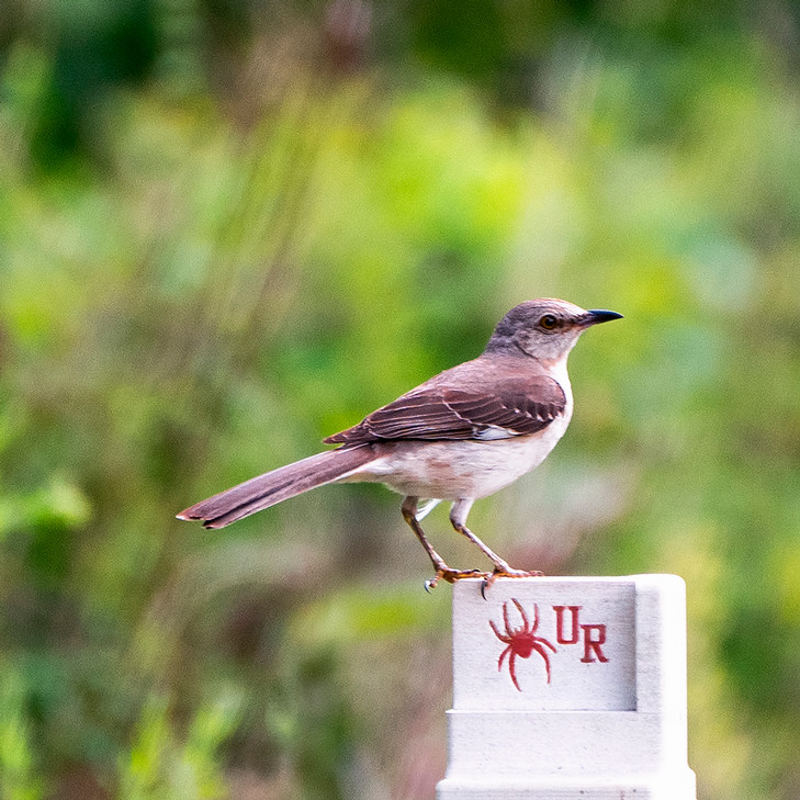 A photo of a mockingbird sitting on a trail marker with a University of Richmond logo/