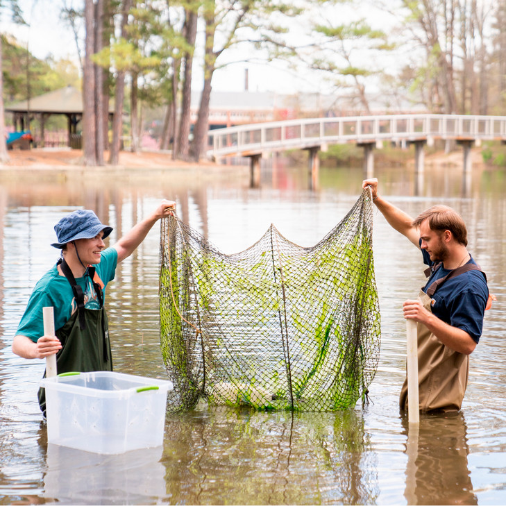 A photo of two students conducting research on turtles in Westhampton Lake. They are holding a net and wearing hip waders.