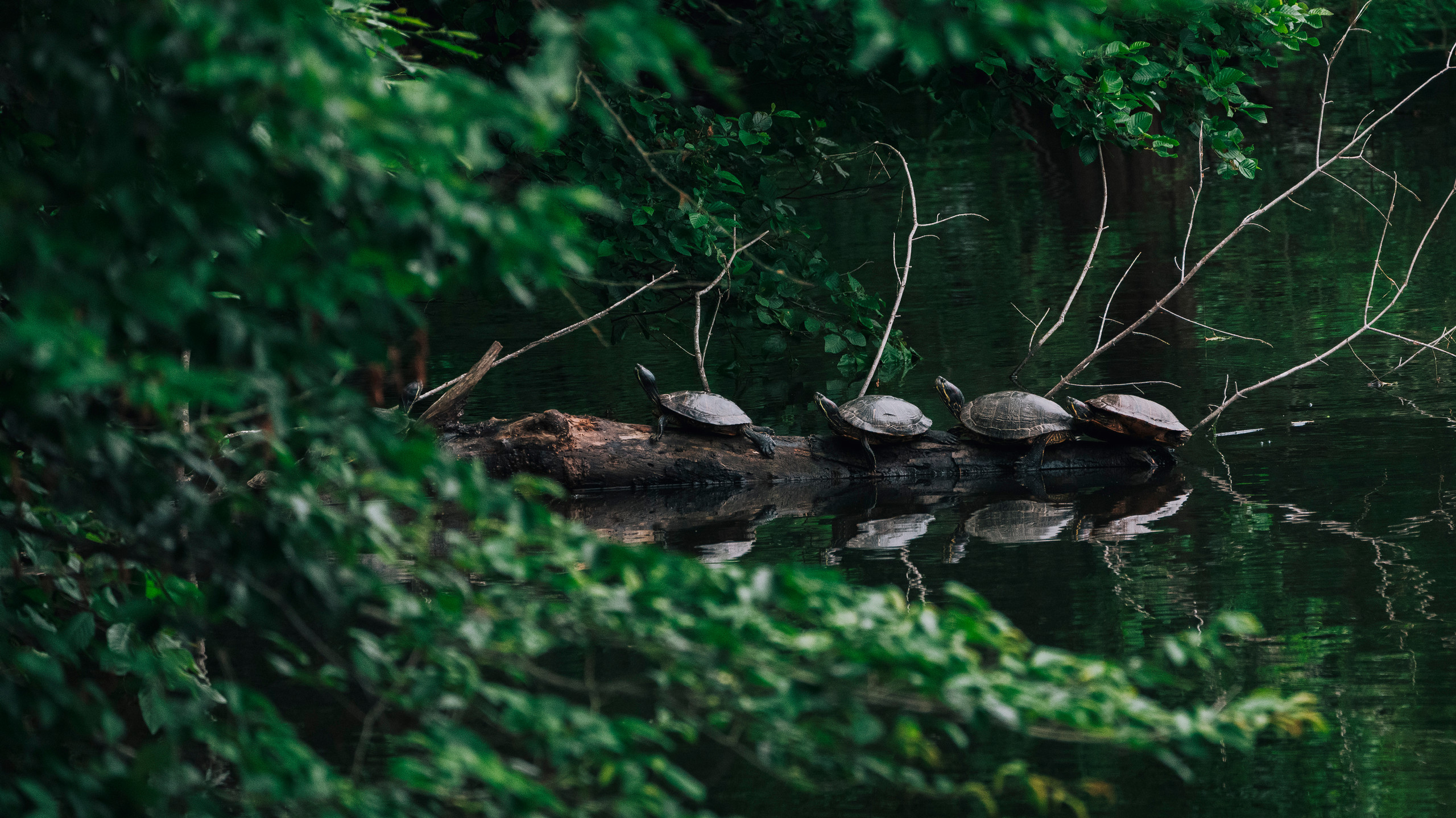 A photo of four pond slider turtles on a log in Westhampton Lake.