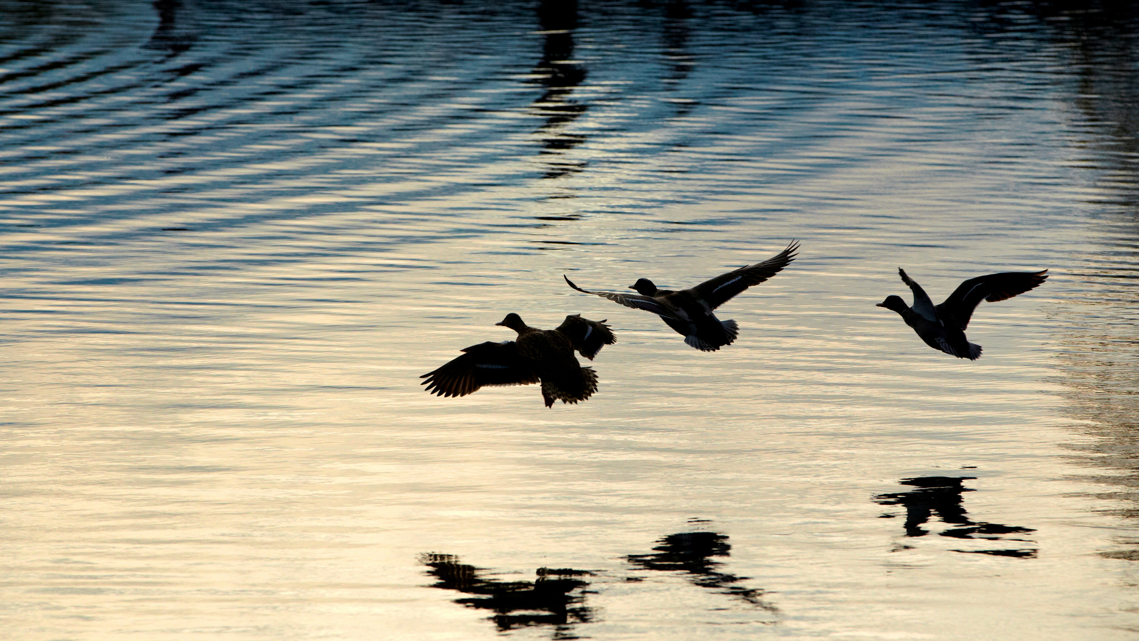 A photo of ducks flying over the rippling water of Westhampton Lake.