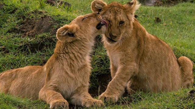 two lion cubs play in a photo from the UR biology photo contest