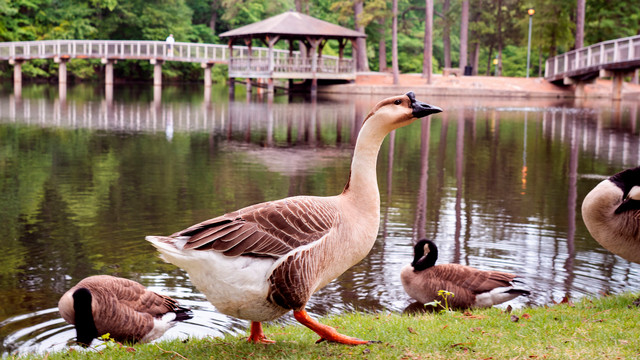 Triceragoose at University of Richmond
