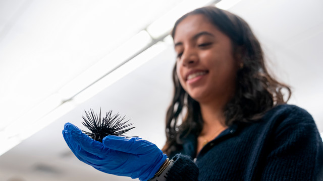 sea urchin laboratory lesson at the University of Richmond