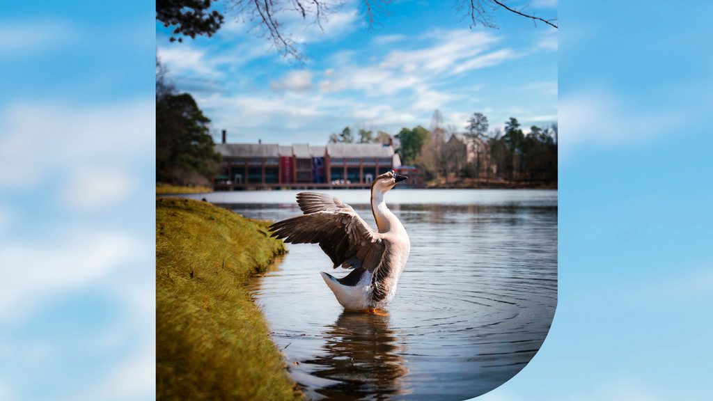 University of Richmond's Triceragoose