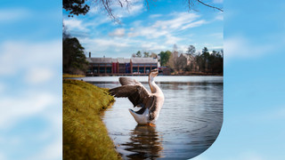 University of Richmond's Triceragoose