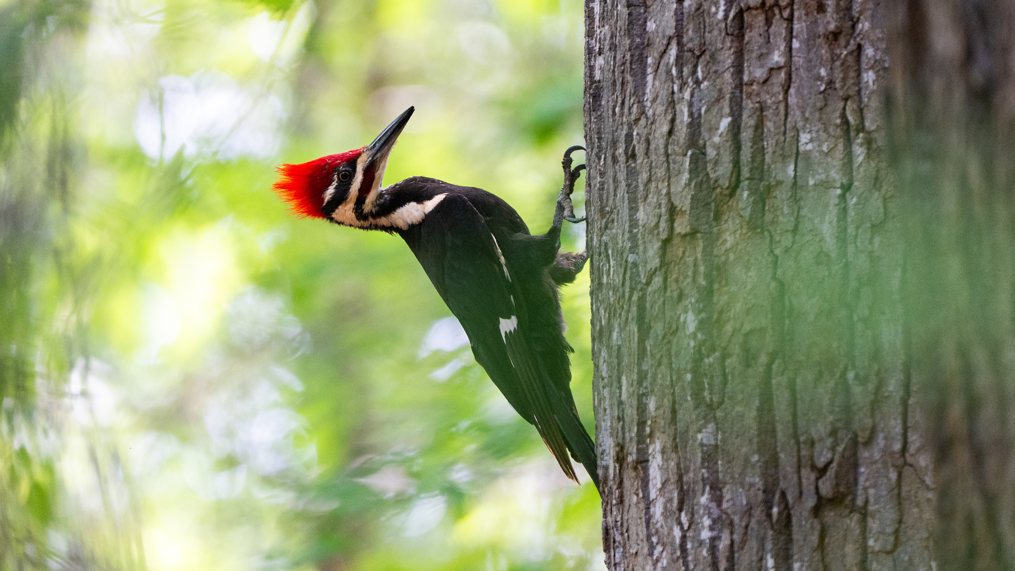Pileated Woodpecker