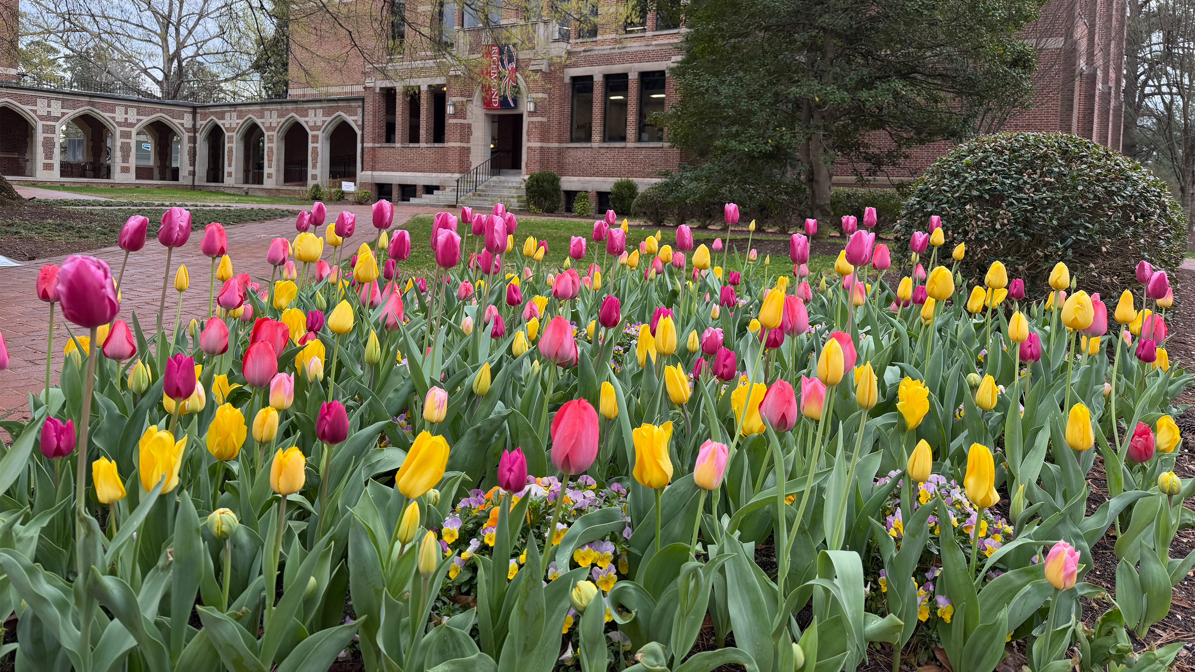 tulips on campus