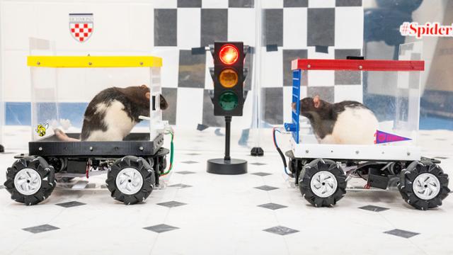 Two black and white rats in plastic cars facing one another on either side of a tiny stoplight.