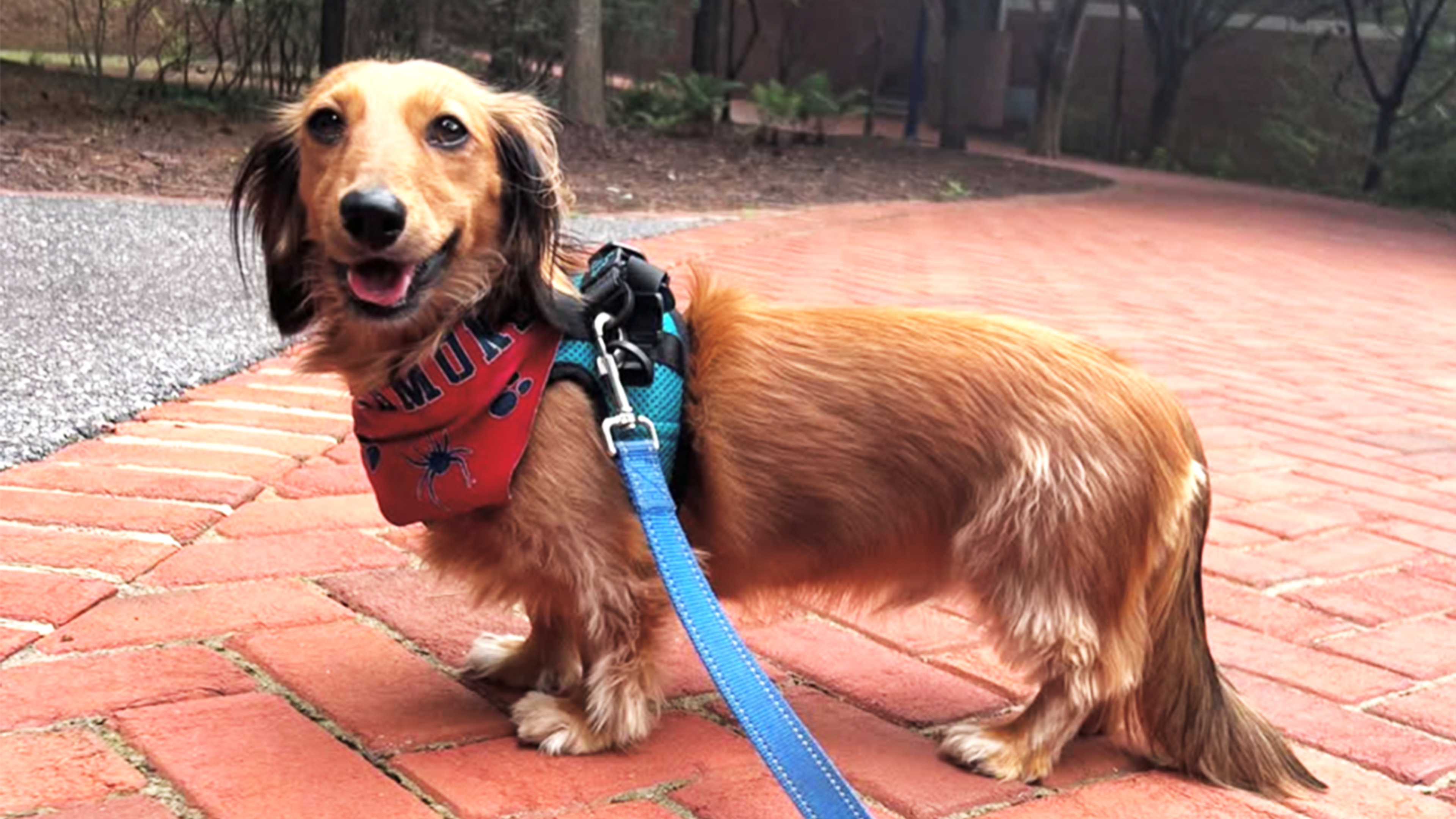 Linguistics faculty dog named Bowser