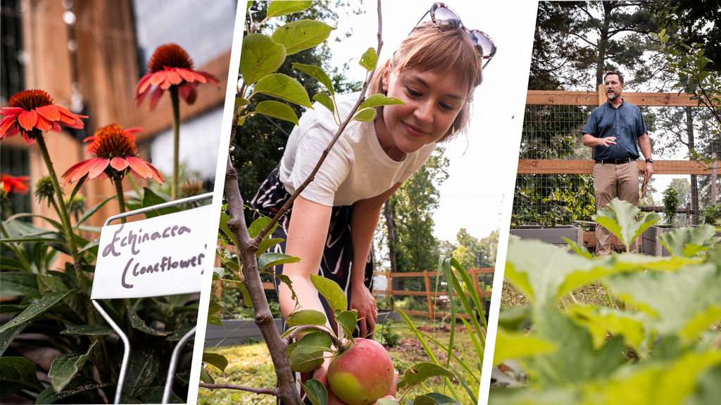 UR Orchard and Food Forest