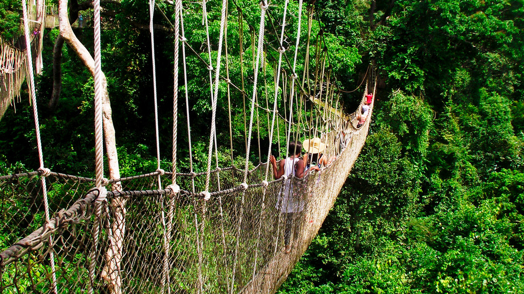 A suspension pedestrian bridge leading into a forest
