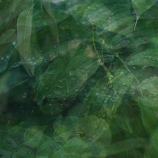 How (And Why) Do We Represent Nature?