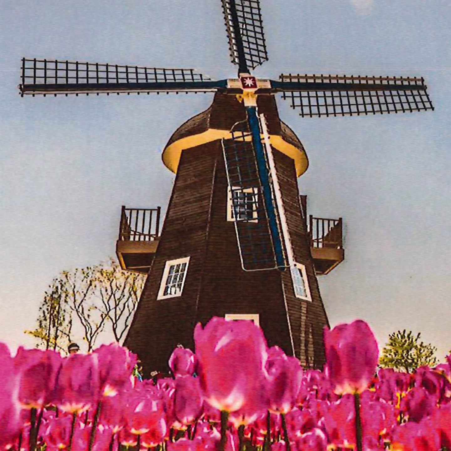 Windmill with red tulips in foreground