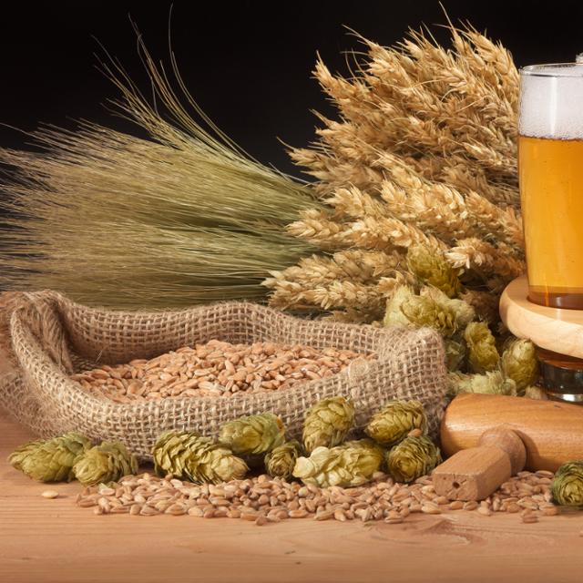 Immerse yourself in the craft brewing industry!