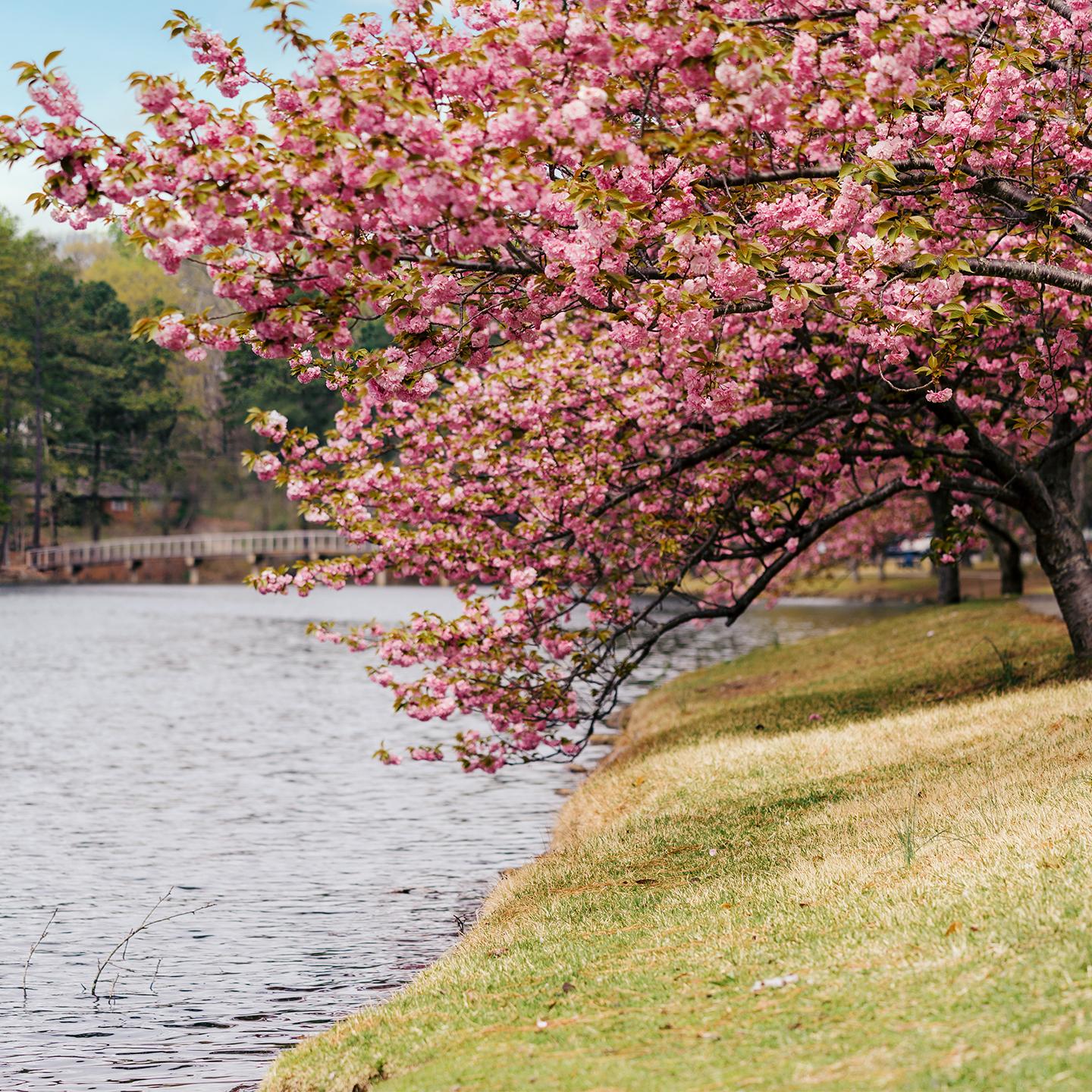 Student Health Insurance