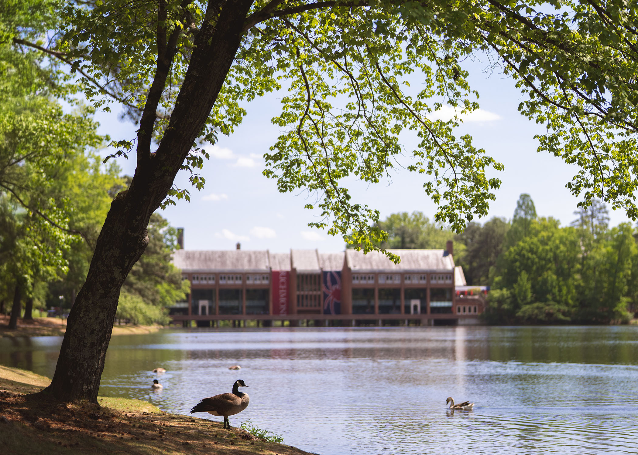 Geese on Westhampton Lake at the University of Richmond