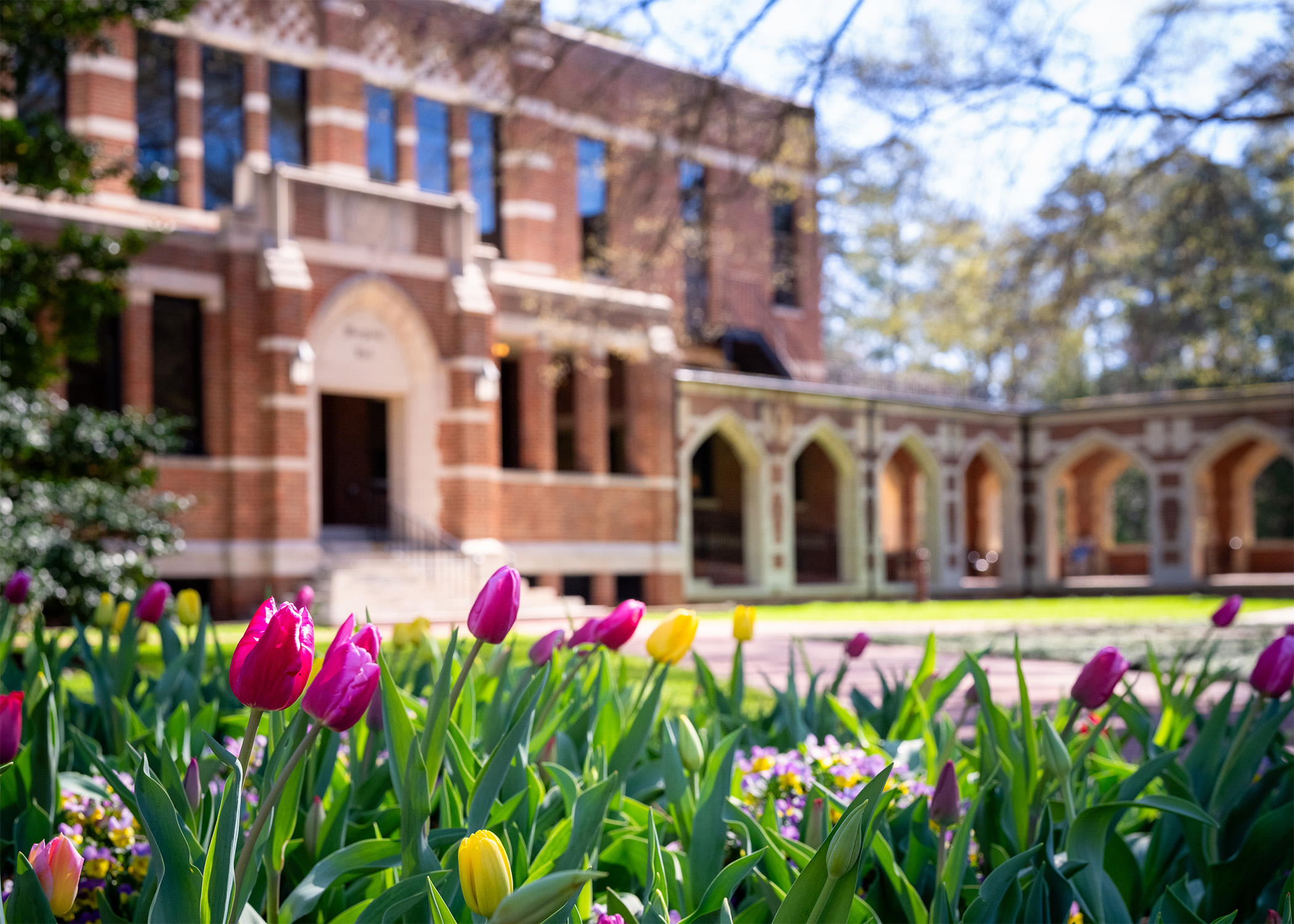 Tulips blooming outside Richmond Hall at the University of Richmond