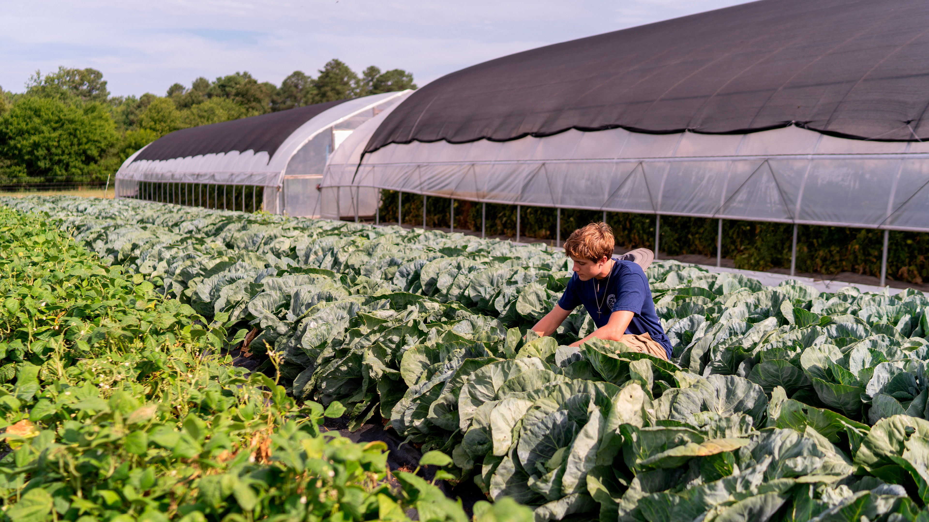 Student Ben Mayes '26, works in a large green field as part of an internship at Shalom Farms. A long greenhouse is in the background.